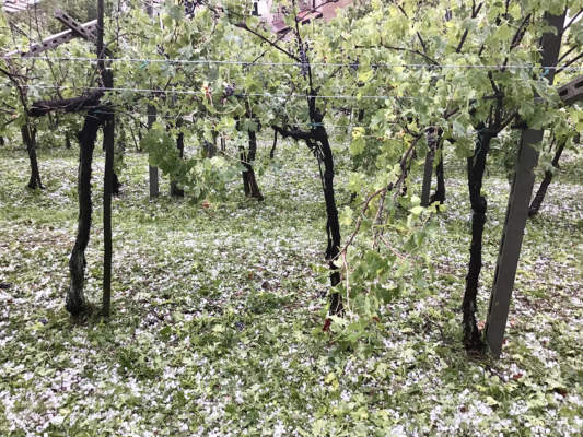 coperture assicurative