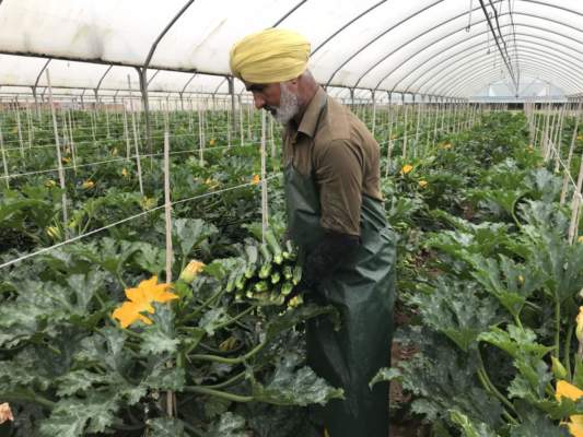 manodopera decreto flussi