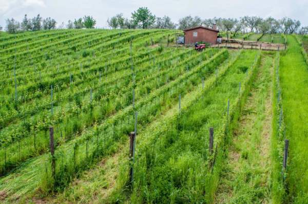 vantaggi agricoltura biologica