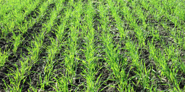 fertilizzanti in campo