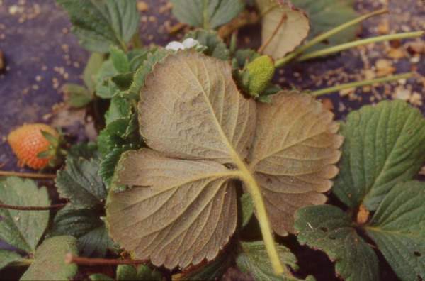 fragola insetti fitofagi