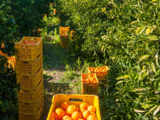 progetti integrati di filiera