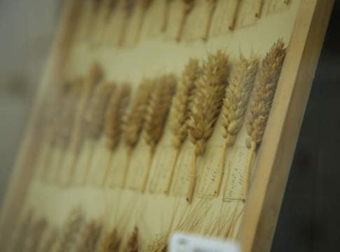 grano