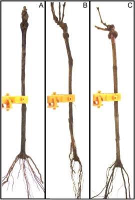 intelligenza artificiale vcr