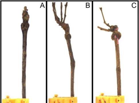 intelligenza artificiale vcr