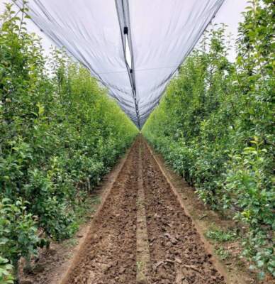 maculatura cotico erboso