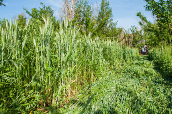 agricoltura rigenerativa