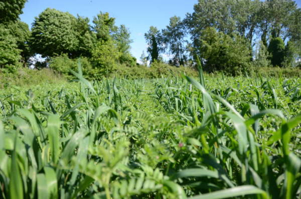 agricoltura a basso input