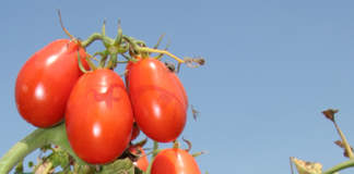 pomodoro da industria