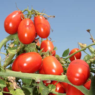 Pomodoro da industria, il Sud chiede aiuto al Masaf