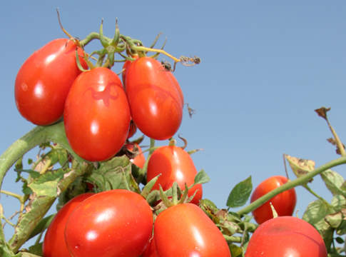 pomodoro da industria