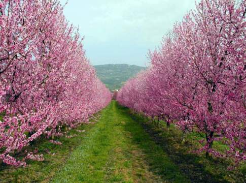 Agrintesa si espande al Sud acquisendo la coop Osas Agrintesa