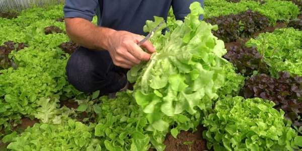 preservare fertilità terreno