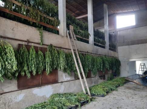 Marijuana al posto della canapa sativa, tre aziende agricole nei guai marijuana