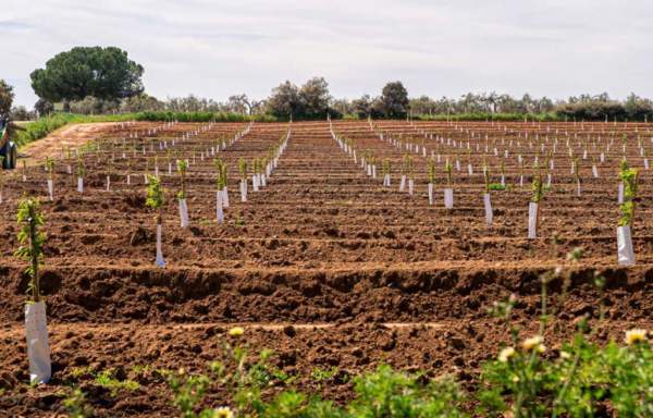 ristrutturazione vigneti