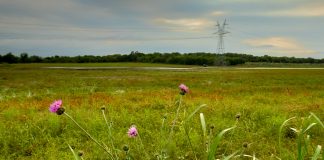 allarme biodiversità