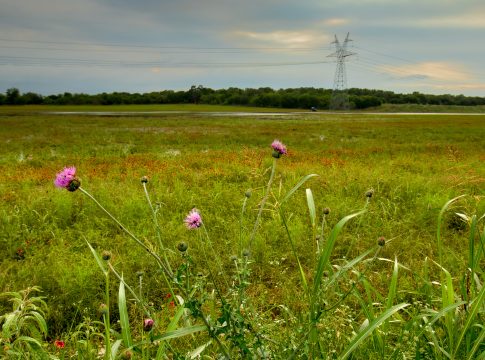 Allarme biodiversità: il cibo che distrugge la natura allarme biodiversità