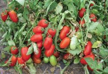 Pomodoro da industria, al Sud c’è l’accordo sul prezzo