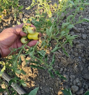 basilicata pomodoro industria