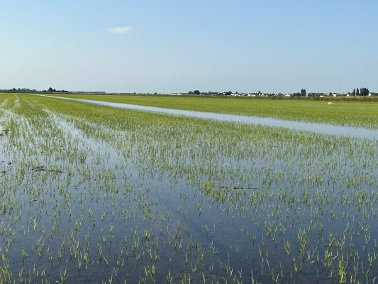 Lago Maggiore, accordo Italia-Svizzera per portare più acqua alle risaie