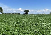 Soia, tensione negli Usa per le mosse della Cina soia