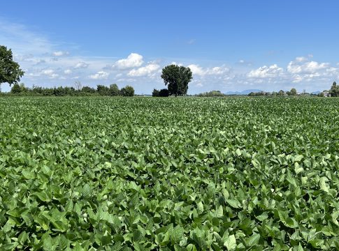 Soia, tensione negli Usa per le mosse della Cina soia