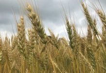 grano