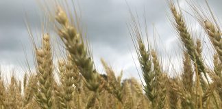 grano