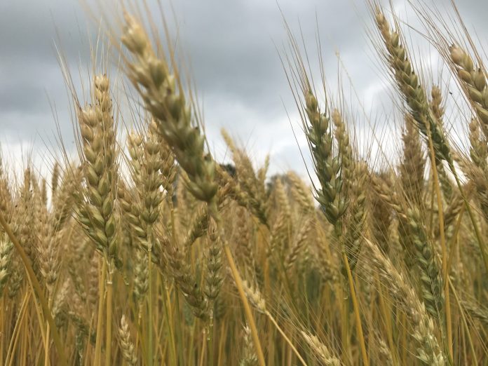 grano