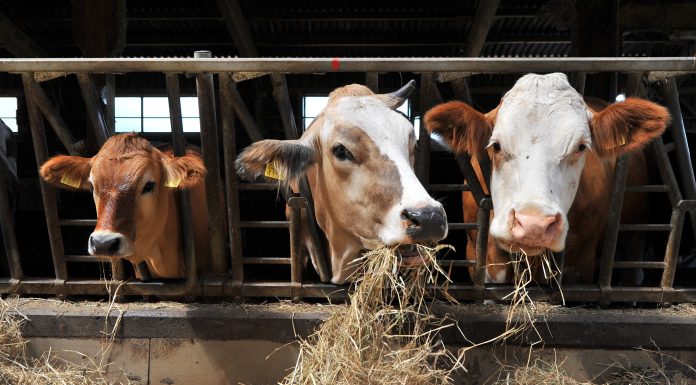 alimentazione zootecnica