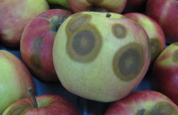 marciume lenticellare