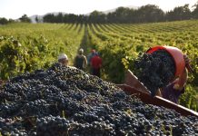 vendemmia