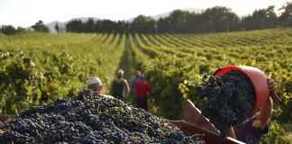 vendemmia