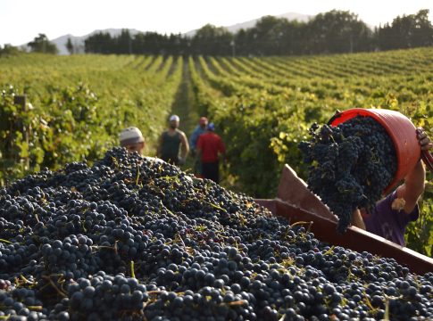 Vendemmia abbondante e uve di qualità. Ma c’è un problema vendemmia