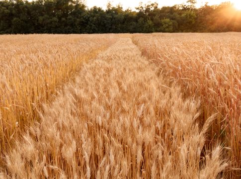 Ad Altamura un mulino da 600 tonnellate al giorno