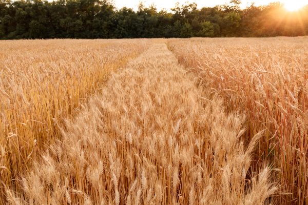 Ad Altamura un mulino da 600 tonnellate al giorno