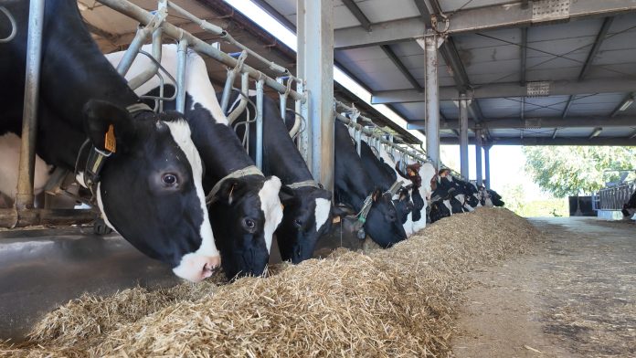 alimentazione zootecnia bovine prezzi soia