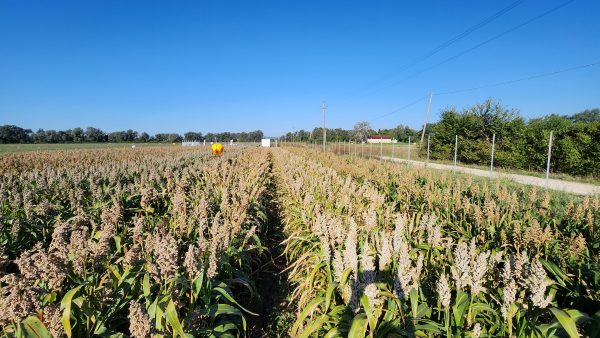 sorgo