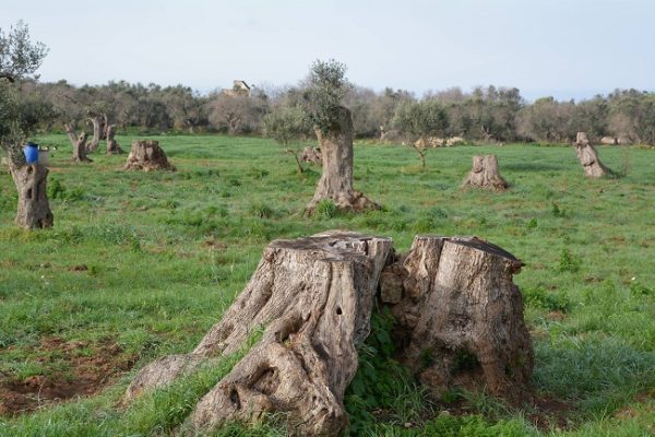xylella news