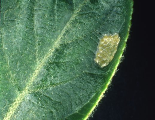 tortricidi ricamatori