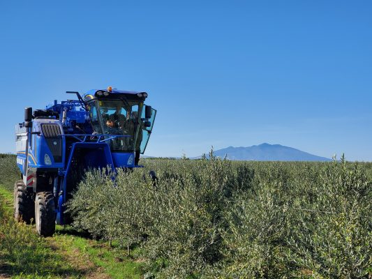 olivicoltura
