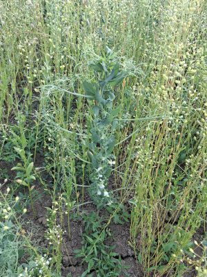 camelina