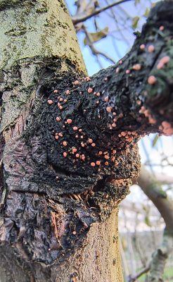 trattamenti al bruno