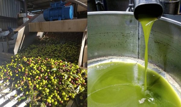 piano olivicolo nazionale