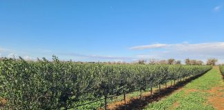 xylella masaf