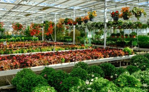 Furti nei vivai, a Pistoia spariscono oltre diecimila piante