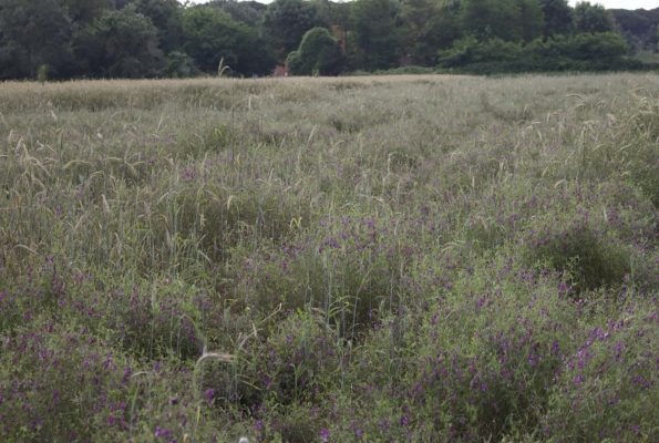 orticoltura sostenibile