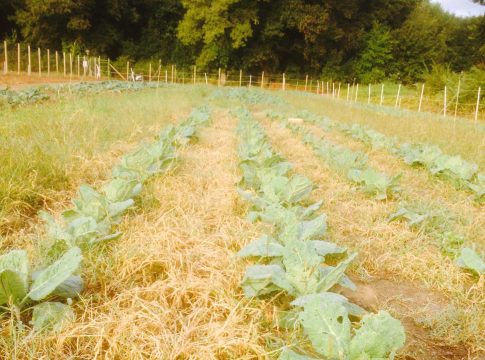 Biologico, nel 2024 Sau e consumi in aumento biologico