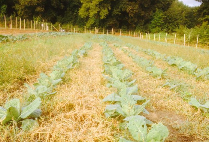Gagliardi_Biologico_foto02_Cavolo su dead mulch biologico