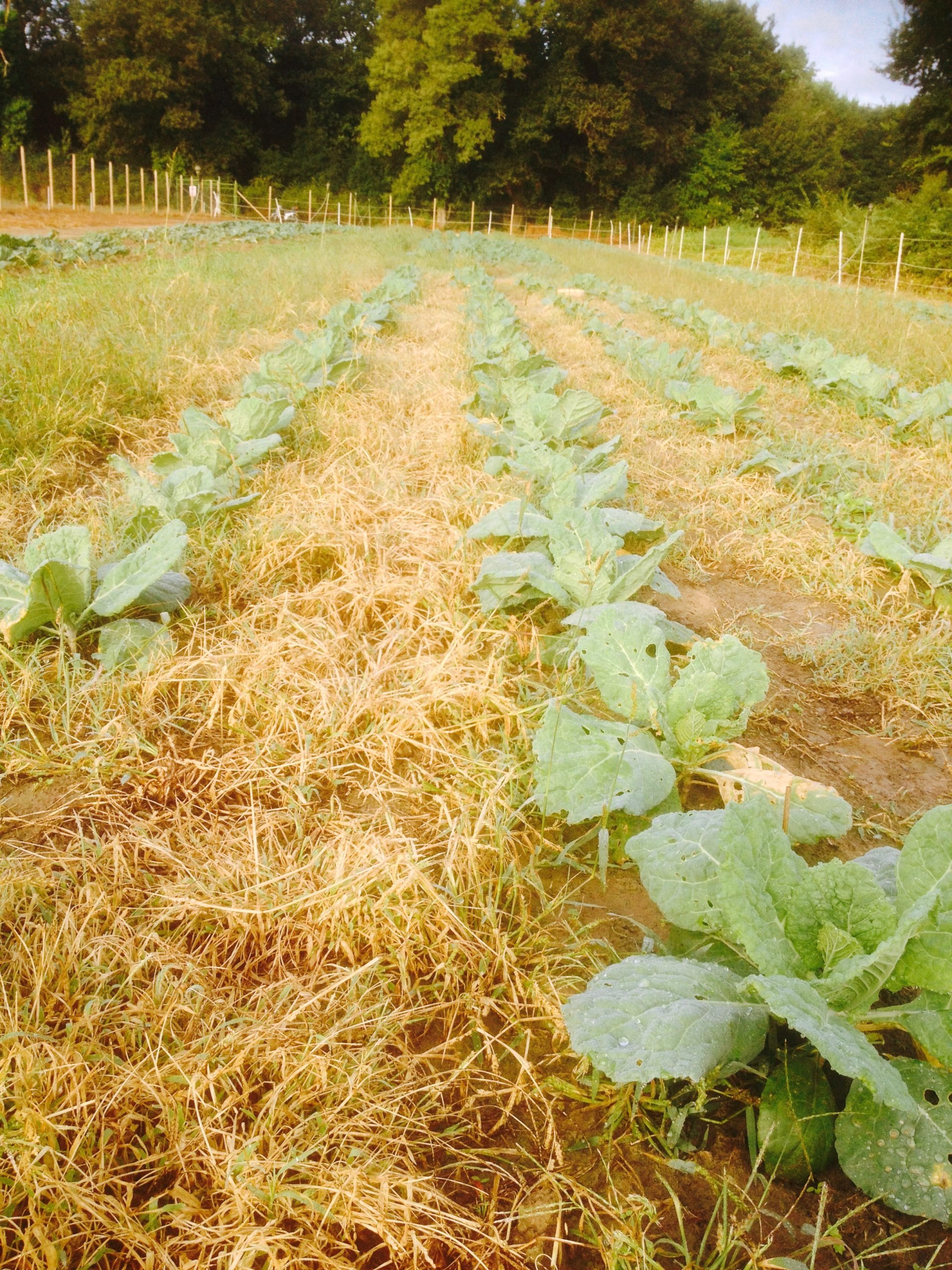 orticoltura sostenibile